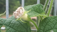 Trichosanthes scabra