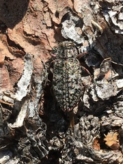 Chrysobothris trinervia