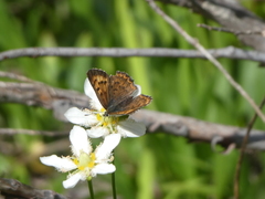 Tharsalea mariposa