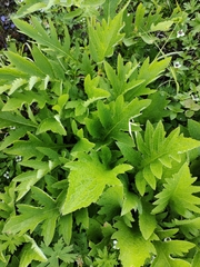 Cirsium kamtschaticum
