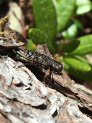 Chrysobothris trinervia