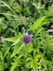 Cirsium kamtschaticum