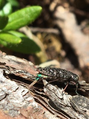 Chrysobothris trinervia