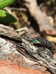 Chrysobothris trinervia