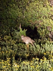 Burhinus capensis