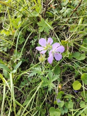 Geranium erianthum