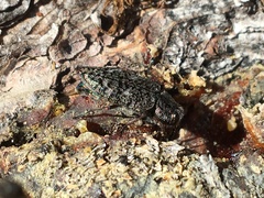 Chrysobothris trinervia