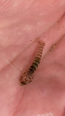 Alpheidae