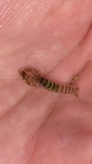 Alpheidae