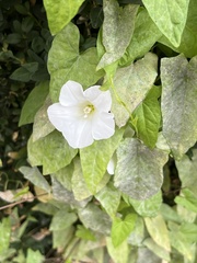 Calystegia sepium