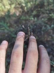 Empusa fasciata