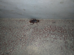 Periplaneta australasiae