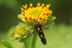 Eretmocera