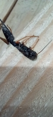 Sirex juvencus