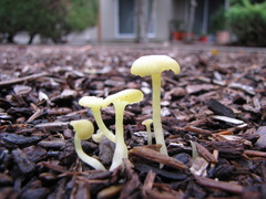 Chrysomphalina grossula