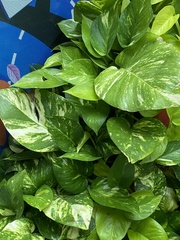 Epipremnum aureum