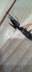 Sirex juvencus