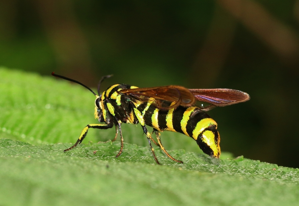 Paranthrene chrysochloris