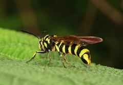 Paranthrene chrysochloris