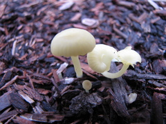 Chrysomphalina grossula