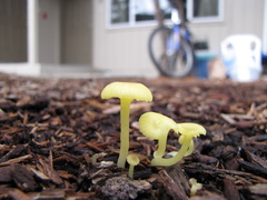 Chrysomphalina grossula