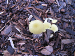 Chrysomphalina grossula