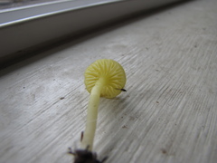 Chrysomphalina grossula