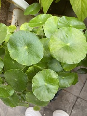 Hydrocotyle umbellata