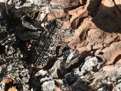 Chrysobothris trinervia