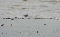 Limosa lapponica