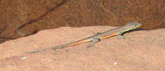 Platysaurus minor