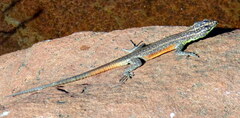 Platysaurus minor