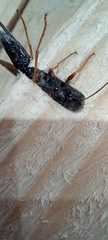 Sirex juvencus