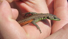 Platysaurus minor