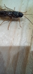 Sirex juvencus