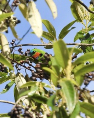Cyclopsitta diophthalma
