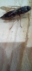 Sirex juvencus