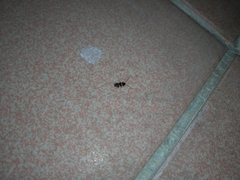 Periplaneta australasiae