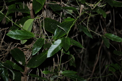 Parsonsia straminea