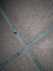 Periplaneta australasiae