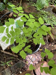 Adiantum peruvianum