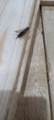Sirex juvencus