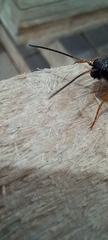 Sirex juvencus