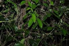 Parsonsia straminea