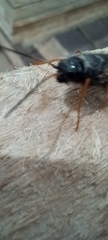 Sirex juvencus