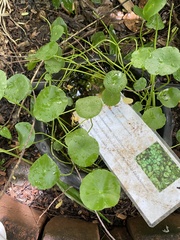 Hydrocotyle umbellata
