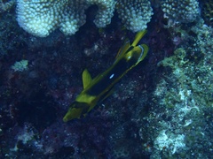 Chaetodon quadrimaculatus