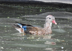 Aix galericulata