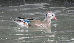 Aix galericulata