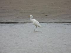Ardea alba alba